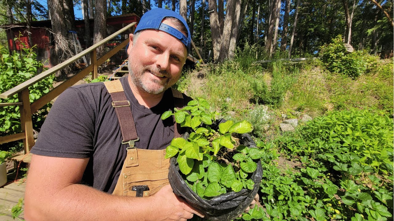 Potato grow bags 🥔 👜 An innovative approach to urban gardening