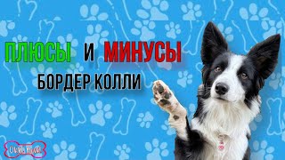 Основные плюсы и минусы породы Бордер Колли 🐾