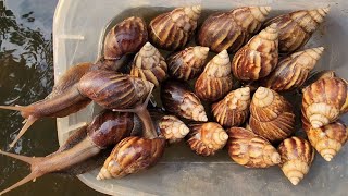 Happy Discovery African Snails Under The Long Bridge | Bug Acts