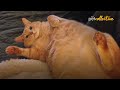 The most lovable fat cats 