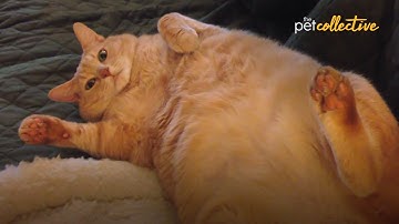 The Most Lovable FAT CATS 😍