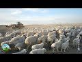 (864) 600只羊一次吃掉600斤粮食 铲车送饭 牧民养殖成本高吗？