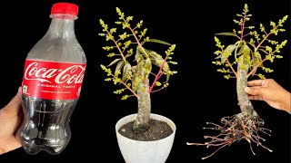 Do you know that we can grow cuttings with coco cola and eno also?
