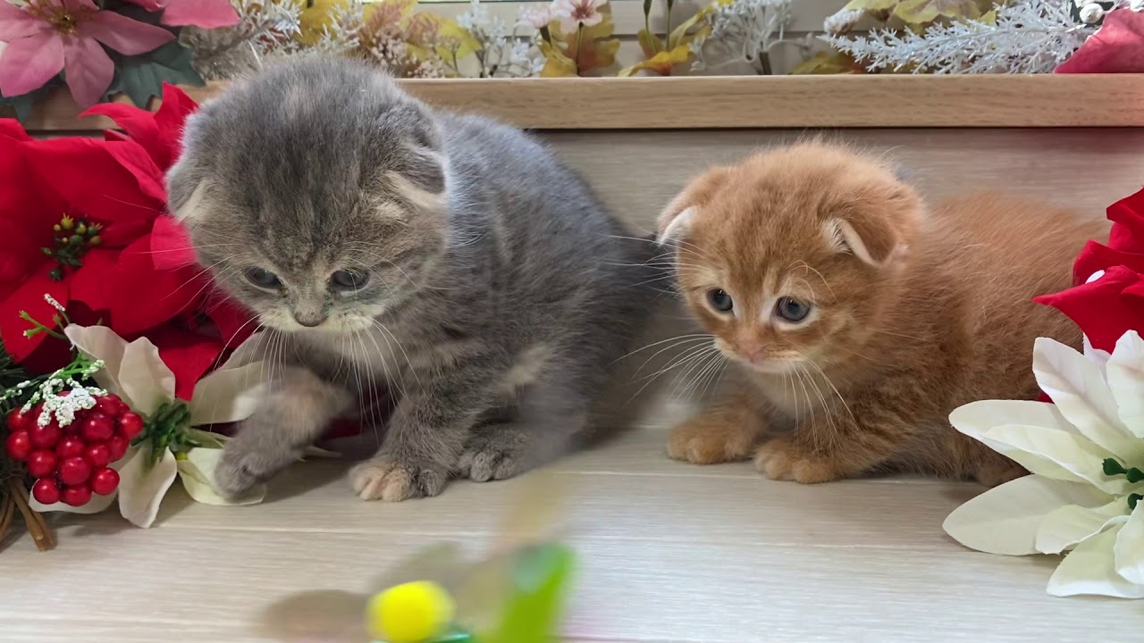 スコティッシュフォールド 折れ耳 広島県 女の子 年10月9日 ブルータビー 淡くて綺麗な毛柄の可愛い子ちゃんです みんなの子猫ブリーダー 子猫id 11