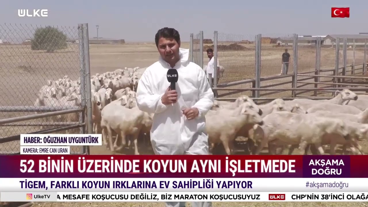 52 Binin üzerinde Küçükbaş tek bir işletmede.