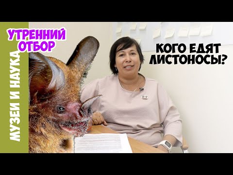 Какие тайны скрывают фекалии летучих мышей? Наталья Носова