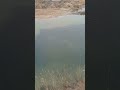 #2024 #рыбалка #fishing #сазаннакаждомзабросе #щука #охотарыбалка #fish #рыбак #рыбы2024 #russia