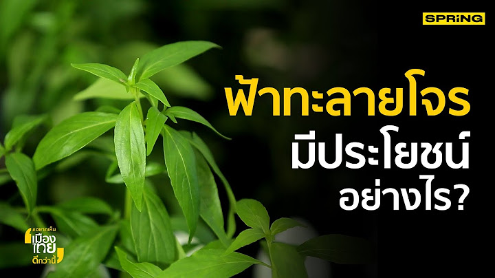 “ฟ้าทะลายโจร” ทางเลือกเพื่อทางรอด | อยากเห็นเมืองไทยดีกว่านี้ | SPRiNG