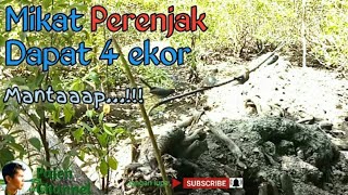 Download Lagu Mikat Burung Prenjak Kepala Merah Dapat 4 ekor mantaaap...!!! MP3