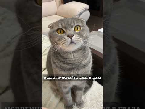 КАК ПРАВИЛЬНО С КОТОМ ОБЩАТЬСЯ?