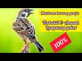 Suara Masteran Burung Gereja Di Jamin Langsung Gacor Mp3 - Mp4 Download
