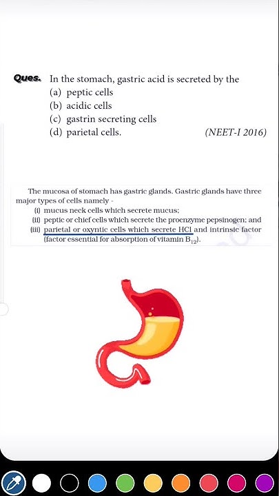 Digestion And Absorption Neet Previous Year Questions 1 Question 1 Min. Series, [Digestion & Absorption], Neet Biology Solved