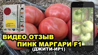 ПИНК МАРГАРИ F1(Джити-Ир1). Видео отзыв