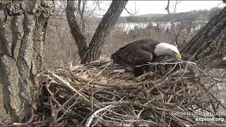 Decorah Eagles,Mom Flies In With a Huge Branch lol! 1\/1\/20