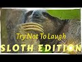 Try not to laugh or grin sloth edition