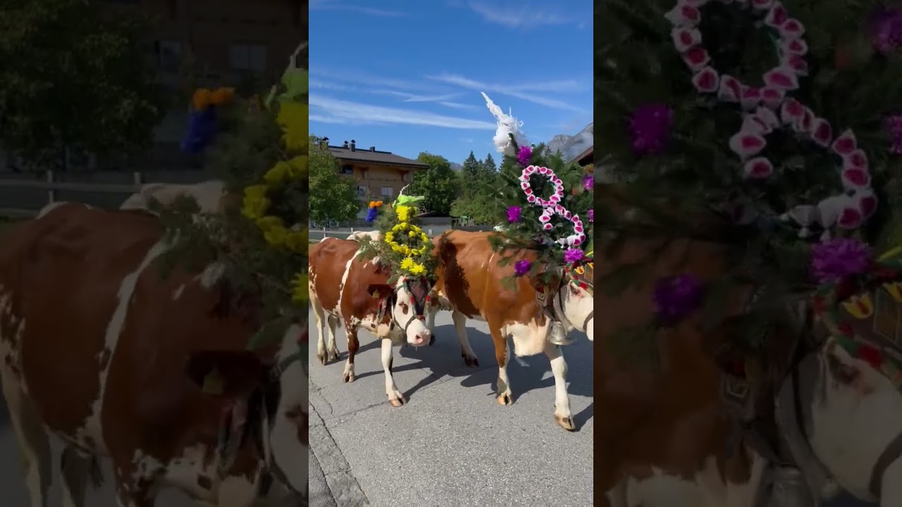 Die Kühe kommen! Almabtrieb in Reith im Alpbachtal