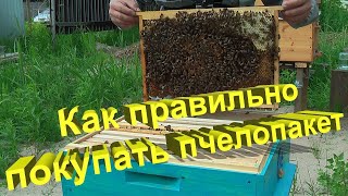 Профессор Кашковский: Как правильно купить пчелопакет?