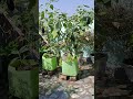 brinjal harvesting #veggieslover #organicagriculture #farming #gardenvegetables