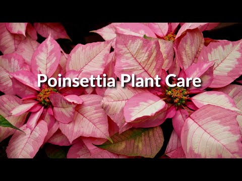 Video: Poinsettia Je Najljepša, Uzgaja Se U Stanu