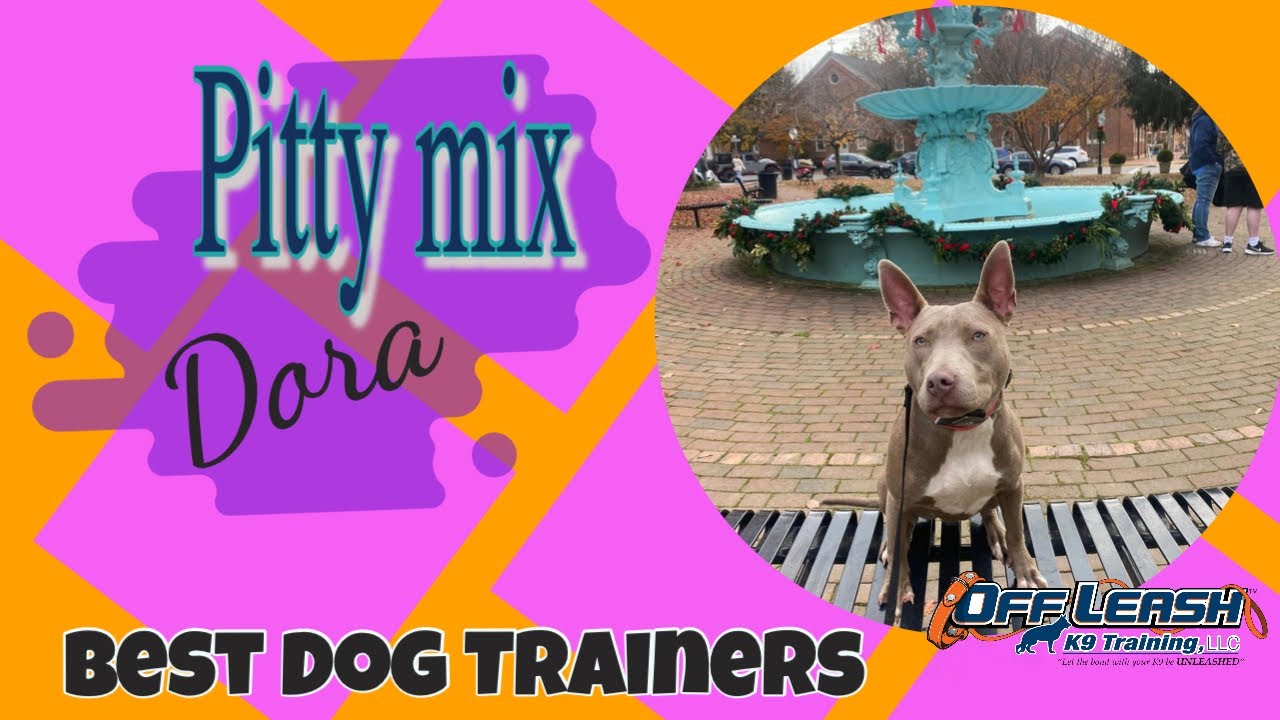 1yo Pitty mix (Dora) | Best Delaware Dog Trainers | Off Leash K9 Training Delaware