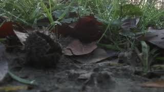 Ryze Tech Tello 720P 30Fps Without Wifi Extender