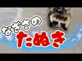 タヌキと海へ行く!(Go to the sea with Tanuki)