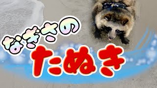 タヌキと海へ行く!(Go to the sea with Tanuki)