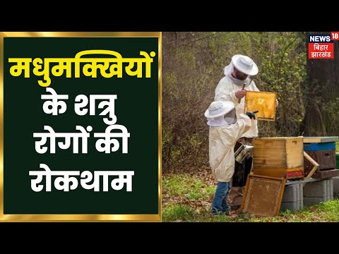वीडियो: बर्ट की मधुमक्खियों से कौन झुलस गया है?