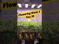 Flowering Week 4 Day 28 - Three different Gelato Strains #shorts