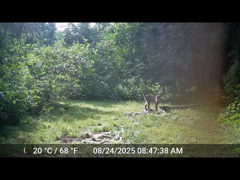 Wild Cat