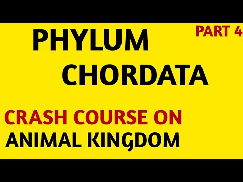 Kingdom Phylum Chart