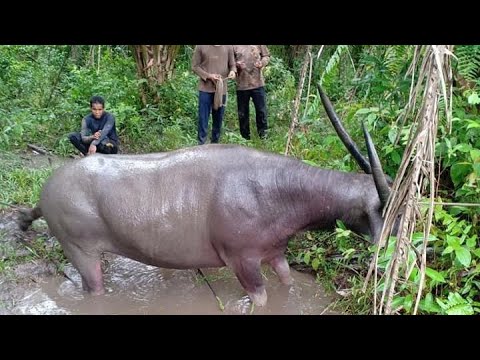 Suara kerbau liar