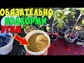 ПОСАДКА ПОМИДОР / ЧТО КЛАСТЬ В ЛУНКИ ПРИ ПОСАДКЕ !!!