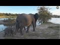Safari Live : Elephants at the dam with a tiny calf this afternoon with Steve  March 18, 2018