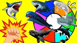 RULETA SORPRESA de BALLENAS Y ANIMALES MARINOS | Depredadores Marinos | ORCA, TIburón Ballena