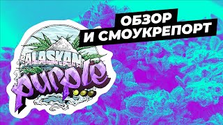 Обзор и смоукрепорт Alaskan Purple от Seedsman | Вкус смородины и мяты | Контролируемый «свин»