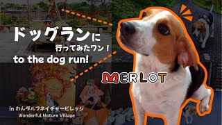 【初投稿】ビーグル犬が大はしゃぎ！？わんダルフネイチャービレッジのドッグランに行ってみた！/ Beagle have a blast! To the Wonderful Nature Village! by Merlot The Beagle 528 views 5 months ago 8 minutes, 8 seconds