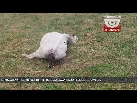 LUPI SCATENATI, GLI AGRICOLTORI IN PROTESTA DAVANTI ALLA REGIONE | 25/07/2024