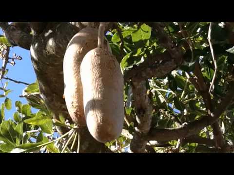 Leberwurstbaum auf Madeira! #Madeira