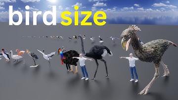 Birds Size Comparison |3D  Scale Animation