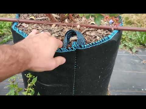 Видео: Посадка ягод в контейнерах: как вырастить ягоды в контейнере
