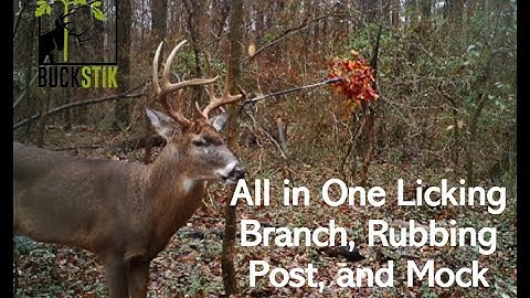 BuckStik Horizontal BuckBranch Instructional - Ultimate Mock Scrape Licking Branch