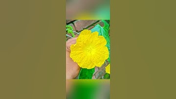 lmc 8.4 config file download | lmc 8.4 camera settings #lmc #camera #photography