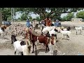 Goats and sheep drinking water by hand punp  animals beauty  thar thak