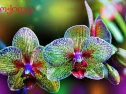 ''კესანე''  მაია სიჭინავა /Author songs maia sitchinava