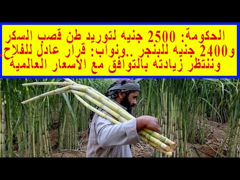 الحكومة 2500 جنيه لتوريد طن قصب السكر و2400 جنيه للبنجر ونواب قرار عادل للفلاح وننتظر زيادته