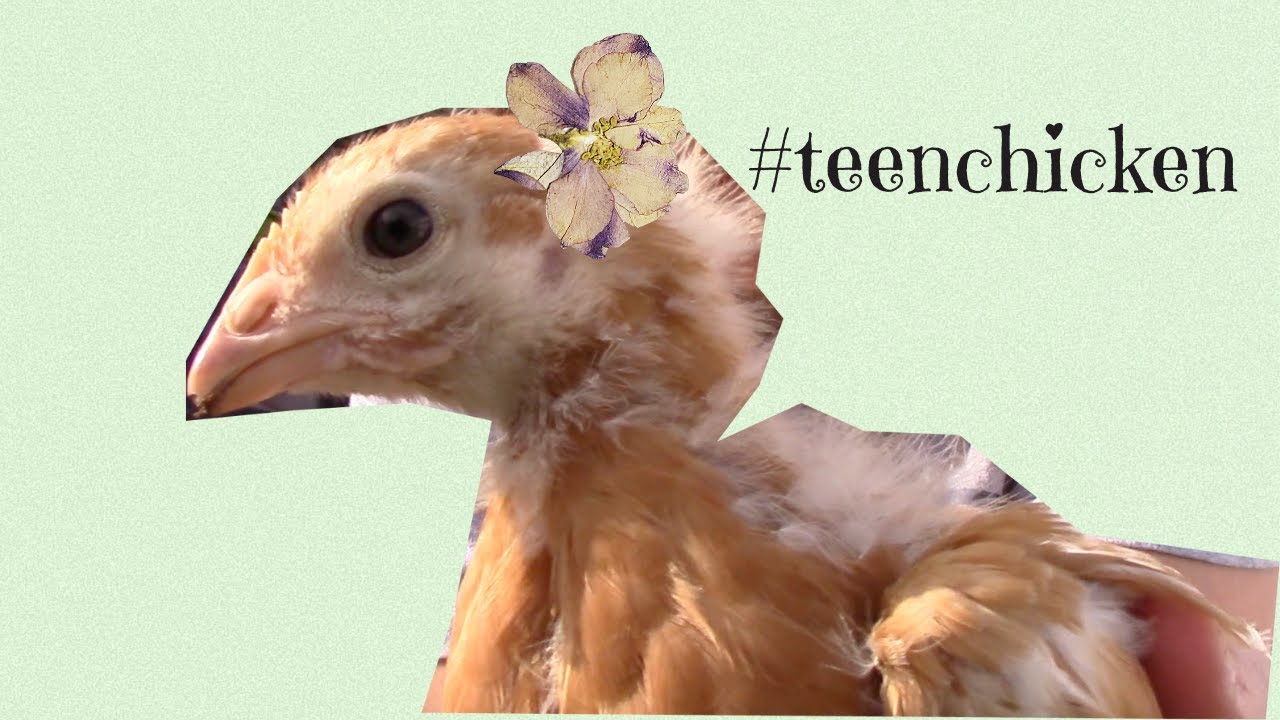 chickens, matcha, and errands