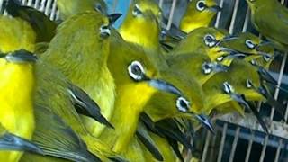 terapi pleci ombyokan untuk memancing bunyi agar cepat ngalas buka paruh