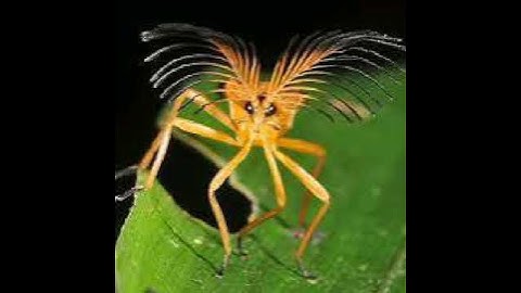 Understanding Regularization: Lasso, Ridge, and Elastic Net Simplified