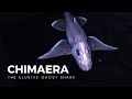 Deep Sea Ghost Sharks Quiz
